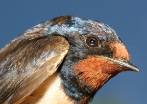Image of barn swallow